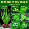 Paisajismo para Tanque de Tortugas, Plantas Verdes para Tanque de Tortugas, Plantas Acuáticas, Lechuga de Agua en Cultivo de Agua, Especial para Eliminar el Amarilleamiento, Desodorizar y Purificar el Agua para el Cuidado de Tortugas
