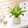 Bonsái Tocón Viejo Bonsái Cuatro Estaciones Plantas Fáciles de Cultivar Escritorio Oficina Floración Resistente a la Sequía Plantas Verdes Plantas Pequeñas en Maceta