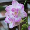 Bulbos de Alyssum Importados, Fresias de Doble Floración, Florecen en Todas las Estaciones y Son Buenas para Alimentar Florales Ornamentales, Florales en Maceta y Semillas de Plantas