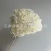 Flor Preservada Haste Única Hortênsia Anna Anna Folha Pequena Bella 40 Cores Personalizado Atacado Presente Dia dos Professores
