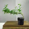 Planta Pequeña en Maceta con Borde Dorado Nieve de Junio Acantilado Raíz Elevada Escritorio Oficina Flor Interior Floración Tronco Viejo Significado Zen Bonsái