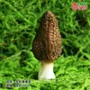 Modelo de Hongo Hongo Silvestre de Yunnan Espécimen Falso Adorno Decoración Escena Montaje Accesorios para Disparar Matsutake