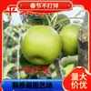 Dropshipping Plantones de Peral Manzano en Maceta Plantación de Patio Norte y Sur Plantones de Pera Extragrandes Plantones Injertados de Pera Qiuyue