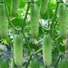 Plántulas de berenjena para cuatro estaciones, plantas en maceta con tierra, variedades viejas injertadas de berenjena morada y semillas de berenjena de Hangzhou, plántulas de hortalizas de primavera