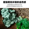 Adornos de Plantas para Reptiles, Caja de Cría, Paisajismo, Plantas Verdes, Plantas Acuáticas Simuladas, Decoración para Acuario, Mimbre de Plástico con Base