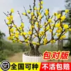 Plántulas de Ciruelo de Invierno en Maceta para Uso en Interiores y Exteriores, Bonsái de Ciruelo de Tocón Viejo, Flores de Jardín Resistentes, Plantas de Ciruelo de Invierno Fragantes