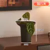 Maceta de Plástico Acampanada para Sala de Estar, Escritorio Sencillo con Anturio Rojo y Planta Verde Árbol del Dinero, Maceta de Falenopsis