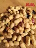 NovedadSeleccionados Cacahuates Perla Pequeños de 2.5 kg, Sabor Original Tostado, Sabor Ajo Nueces, Cacahuates Cocidos con Cáscara, Snacks de 0.5 kg