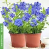 Plántulas de Flores en Maceta Copo de Nieve Azul Florecen en Todas las Estaciones, Plantas Trepadoras Ornamentales para Jardín de Balcón, Resistentes al Calor y Fáciles de Cuidar, Copos de Nieve Blancos