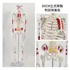 Enseñanza 85CM Estructura Muscular y Ósea Humana Modelo de Esqueleto de Cuerpo Completo Columna Vertebral Desmontable Cráneo Principiante de Yoga