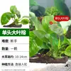 Plantas de Acuario, Hierba Real, Hierba Ciempiés que Mejora el Oxígeno, Jacinto de Agua Hidropónico de Fácil Cuidado, Paisajismo con Madera a la Deriva, Plantas Acuáticas de Musgo Amigables para Principiantes