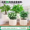 Las plantas en maceta son fáciles de cuidar en las salas de estar interiores.; plantas verdes hidropónicas, bonsáis creativos, plantas de la suerte, plantas pequeñas en maceta y árboles de la fortuna son todas excelentes opciones