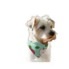 Personalize sua Própria Toalha Triângulo para Gatinhos e Toalha de Baba. A Toalha Triângulo para Cachorros vem em uma Variedade de Estilos e Pode Ser Personalizada com Logo
