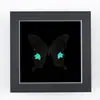 Espécime de Borboleta Cauda-de-Andorinha com Faixa Verde Lindamente Decorado, Decoração Artística de Aniversário, Presente de Aniversário para Casal, Pintura Exquisita em Moldura de Resina