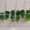 Eucalipto simulação folha de dinheiro erva de dinheiro erva de dinheiro peixe dragão erva decoração de planta verde para casamento grama de casamento folhas de plantas verdes
