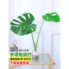 Planta Hidropônica Monstera em Vaso Pilha Velha Sala de Estar Interna Ave do Paraíso Vaso Purifica o Ar Tolerante à Sombra Planta Verde Perene
