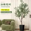 Planta de olivo en maceta para sala de estar interior, esquejes reales, planta grande en maceta, fácil de cuidar, adecuada para inauguración de casa y mudanza