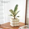 Foliagem Cômica Árvore da Borracha Planta de Interior Escritório Dormitório Planta Verde Fácil de Cuidar Folhas Coloridas Moderna Interessante Planta de Vaso para Mesa