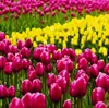 Bulbos de Tulipán Proyecto de Paisajismo Usar Bulbos Multicolor Color Mixto Resistente al Frío Fácil de Cultivar Parque Escénico Flores Ornamentales