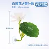 Hoja para peces betta para dormir y descansar, esconderse y desovar; hoja de loto, hoja de planta acuática, decoración para acuario, adorno para pez dorado, decoración de paisajismo acuático, nido escondite