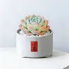Conjunto fofo de plantas de interior para mesa para jardim de infância, fácil de cultivar e cuidar, pequenas plantas em vasos