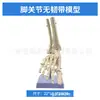 Simulação de Ensino Esqueleto Articular Humano Cotovelo Pulso Tornozelo Osso Ombro Articulação do Joelho Quadril Ligamento Ortopédico Modelo Médico
