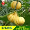 Fornecimento de Sementes de Abóbora Pequena Huangbeibei Nova Variedade Mini Pequena Castanha 10 Plantio de Kumquat Japonês