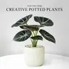 Lírio-do-calla Planta Verde Pequena para Mesa de Escritório Planta em Vaso para Interior Jardim de Infância Celebridade da Internet Calathea Estação de Trabalho Planta Fácil de Cuidar