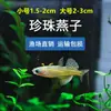 Decoraciones para Acuario para Pez Ángel, Guppy, Pez Betta, Peces Tropicales y Peces Guppy, Suministro Directo del Mercado de Peces