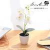 Filme de Flor Artificial Flor Quatro Flores Toque Orquídea Pequeno Bonsai Ornamento de Flor Artificial Planta em Vaso Artificial Fabricante de Yiwu Alta Simulação
