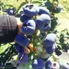 Mudas de Mirtilo F6 Esmeralda, Frutificação Dupla Temporada, Adequadas para Plantio em Regiões do Norte e do Sul, Mudas de Árvore Frutífera em Vasos Originais e Terra, Enviadas com Flores
