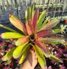 Paquete Combinado de Bromelias Set Grande Mediano Pequeño Madera Flotante de Selva Paisajismo Acuático Micro Paisaje Planta de Aire Otro