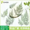 Planta de Helecho Negro Especimen Teñido en Relieve Hoja de Ajenjo Velero Kudzu Hecho a Mano Etiqueta de Flor Seca Vela Aromática Material de Flor Seca