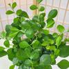 Planta verde de escritório vaso pequeno de mesa hidropônico sala de estar interior florindo árvore da boa sorte endro verde flores de mesa