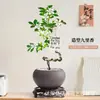 Planta de Murraya Paniculata en Maceta para Escritorio de Oficina, Planta Verde con Tronco Viejo y Plántulas, Florece Todo el Año, Flor de Interior Fácil de Cuidar para Jardineros Perezosos