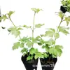 Hortensia Europea de Madera Rosa Flor de Hortensia Europea de Madera Semillero Bola de Nieve Plantas de Maceta para Jardín Resistentes al Frío y al Sol
