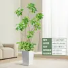 Forma Pie de Pato Madera Sala de Estar Maceta Grande Planta Verde Interior Sala de Estar Grande de Pie Flor Real Pila Vieja Pie de Pato Madera