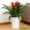 Plántulas de palma roja de la suerte en macetas grandes, adecuadas para exhibición en la sala de estar, flores y plantas hidropónicas cultivadas en casa, fáciles de cuidar en interiores y prosperan en todas las estaciones.