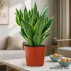 Planta-Espada com Borda Dourada em Vaso, Verde para Escritório, Purificador de Ar de Interior, Atrai Dinheiro, Planta Fácil de Cuidar, Sempre Verde o Ano Todo