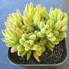 Envío Gratis de Plantas Suculentas Kunming Maduras con Macetas al por Mayor Interior Invernadero de Yunnan con Raíces Combinación de Plantas Suculentas en Maceta Suculenta