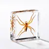A Fábrica de Artesanato Zhongkun vende espécimes de insetos genuínos como itens decorativos, embutidos em resina de alta transparência, como brinquedos científicos educativos para crianças.