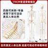 Manequim de esqueleto adulto de corpo inteiro de 170 cm, modelo de esqueleto humano de 85 cm, modelo de esqueleto para ensino de coluna vertebral