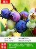 Dropshipping de plántulas de arándanos, plántulas de arándanos, plántulas de frutos grandes en macetas, plántulas de plantación norte y sur, verde ojo de conejo.