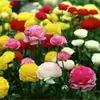 Bulbos de Ranúnculo, bulbos de Peônia, Peônias de flor dobrada, plantas fáceis de cultivar e resistentes para todas as estações, mudas de flores em vasos