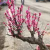 Flor de Ciruelo Fragante en Maceta Flor de Tocón Viejo Planta de Interior Todo el Año Fácil de Cultivar Bonsái de Ciruelo Rojo Plántula de Ciruelo Verde Semillas de Flor de Dulzura Invernal