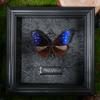 Cinturón Verde Mariposa Cuifeng Mariposa Verdadera Animal Raro Insecto Mariposa Espécimen diy Adornos de Entrada Marco de Fotos Pintura Decorativa Colgante
