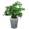 Monstera Deliciosa Grande, Planta En Maceta de Hoja Grande, Planta Acuática Hidropónica Verde, Planta Ornamental de Interior para Sala de Estar
