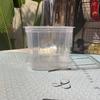 Recipiente de Observação de Germinação de Plantas Verdes para Crianças Transparente Berçário de Sementes Hidropônico Feijões Vaso de Flores de Planta Verde Pequena Planta Envasada