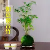 Bambu Guanyin Musgoso, planta de bambu em vaso, planta verde, baixa manutenção, para estudo, sala de estar interna, mesa, escritório, sempre verde o ano todo
