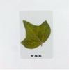 Folhas de plástico reais, espécimes de plantas de ensino de biologia científica, folhas secas, materiais educacionais artesanais para jardim de infância